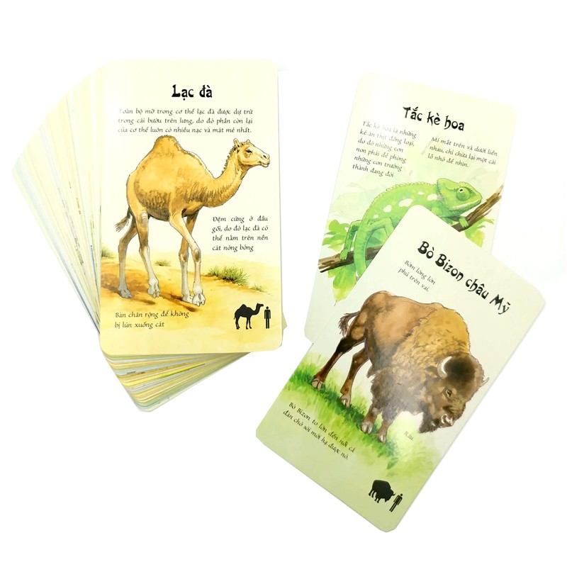 fact_cards___bach_khoa_thu_bo_tui___animals___dong_vat_3_2020_05_12_16_26_00.jpg